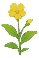 Flower Crop 1