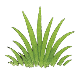 Grass Bush 6